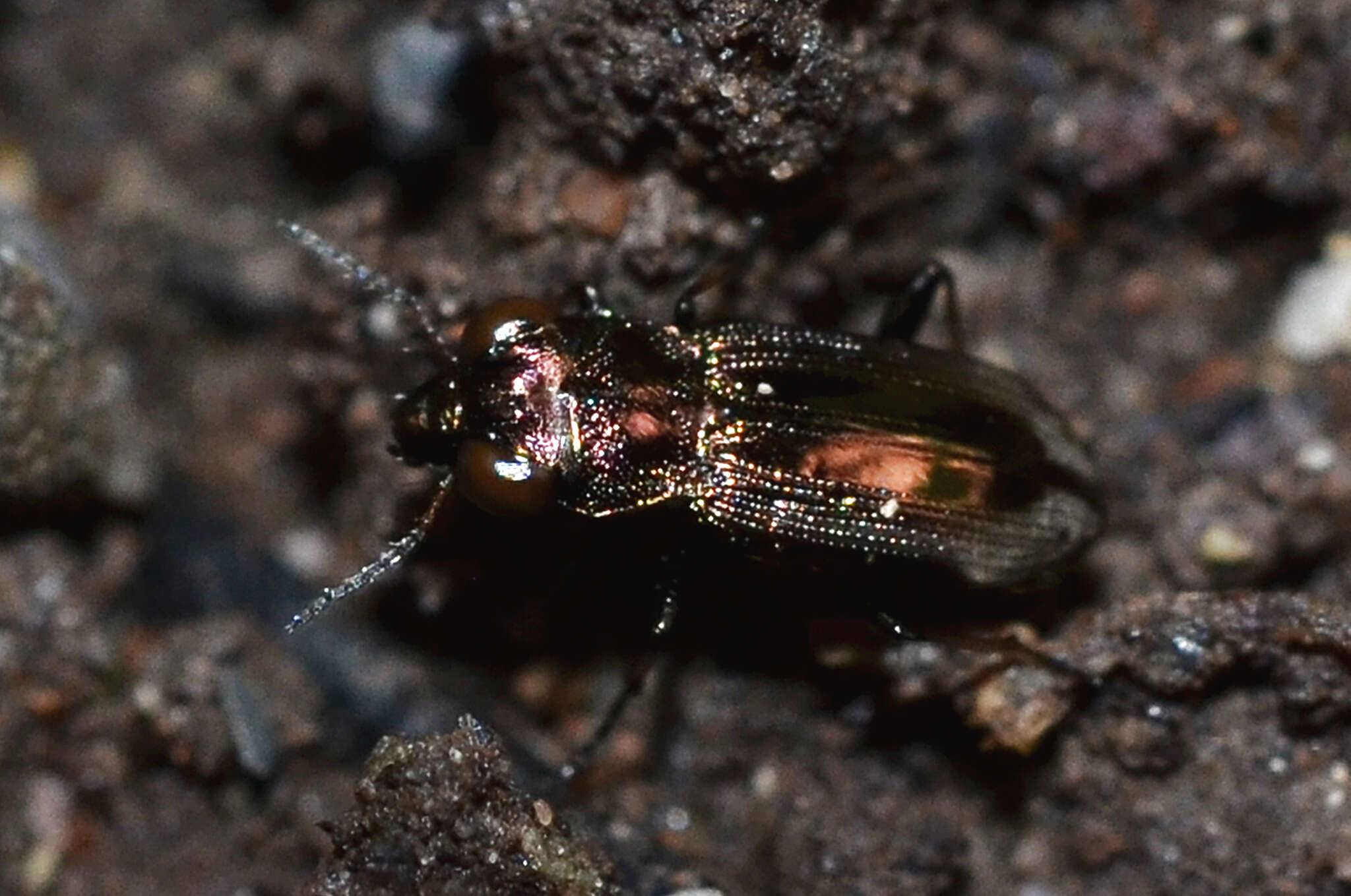 Image of Big-Eyed Bronze Beetle