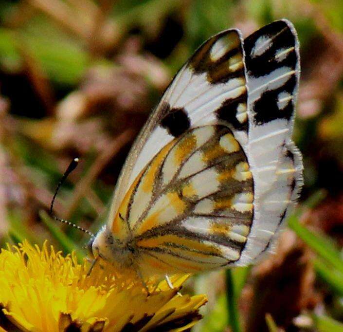 Image of Pontia helice (Linnaeus 1764)