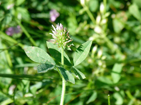 Imagem de Trifolium squamosum L.