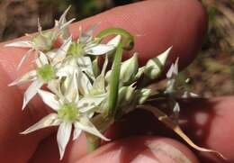 Image de Allium cuthbertii Small