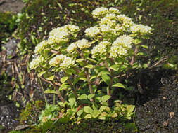 Image of Crassula natalensis Schönl.