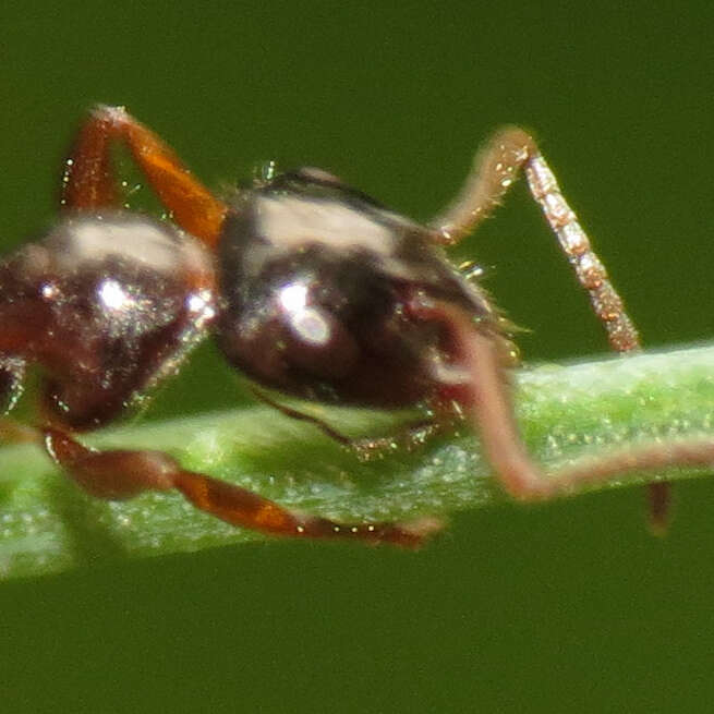 Imagem de Formica lasioides Emery 1893