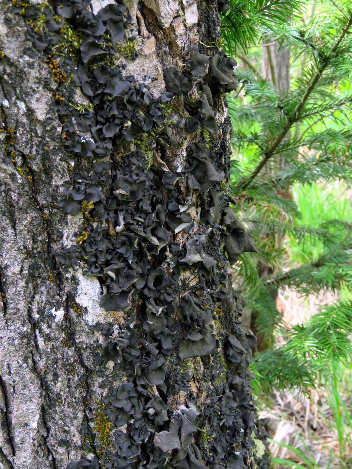 Image of Bearded jellyskin