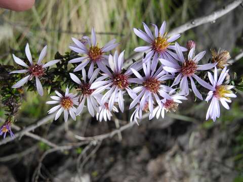 Image of Diplostephium hartwegii Hieron.