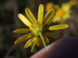 Image of Euryops ericifolius (Belang.) B. Nordenst.