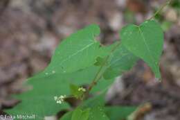 صورة Fallopia scandens (L.) Holub