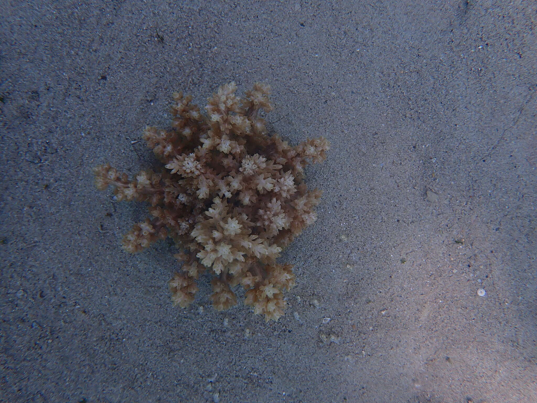 Image of tree anemone