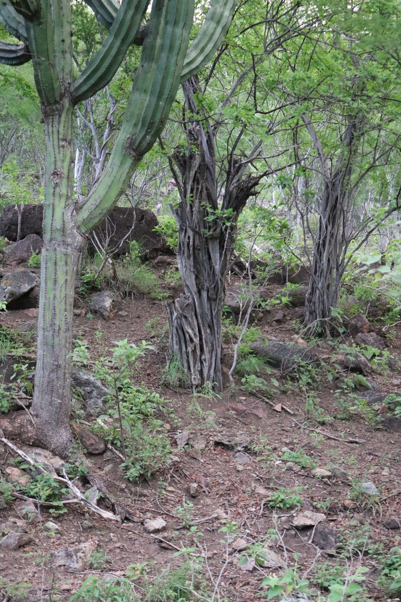 Image of haematoxylum