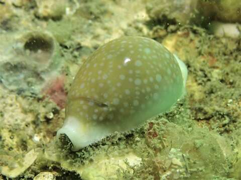 Image of Fuzzy cowrie shell