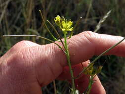 صورة Sisymbrium capense Thunb.