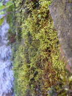 Image of Fern-leaved Hook Moss