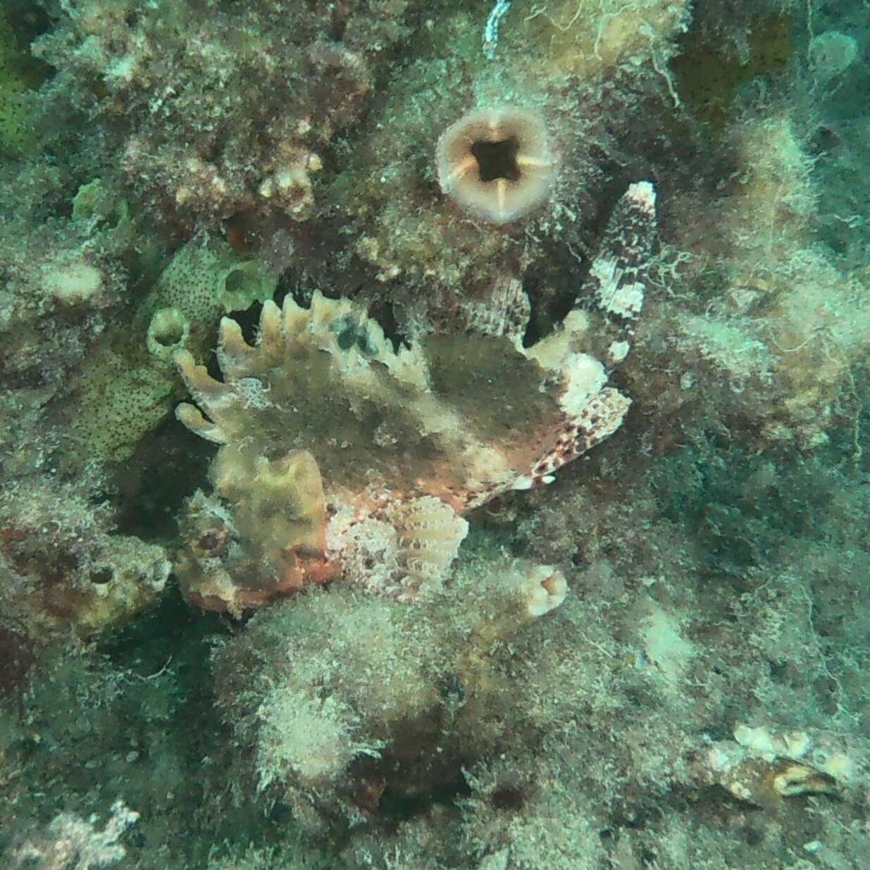 Image of Western red rockcod