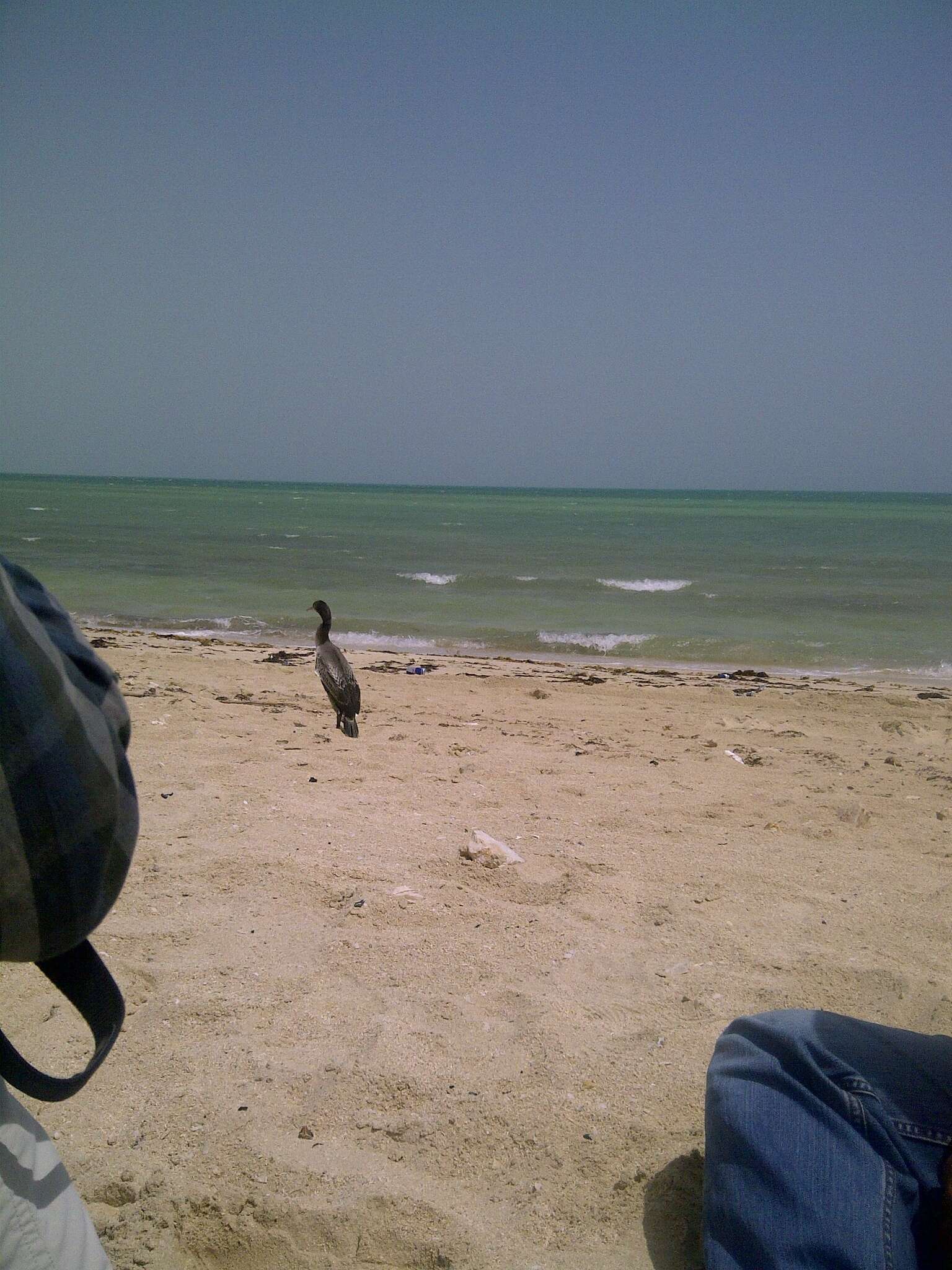 Image of Socotra Cormorant