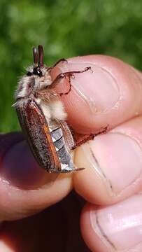 Image of chestnut cockchafer