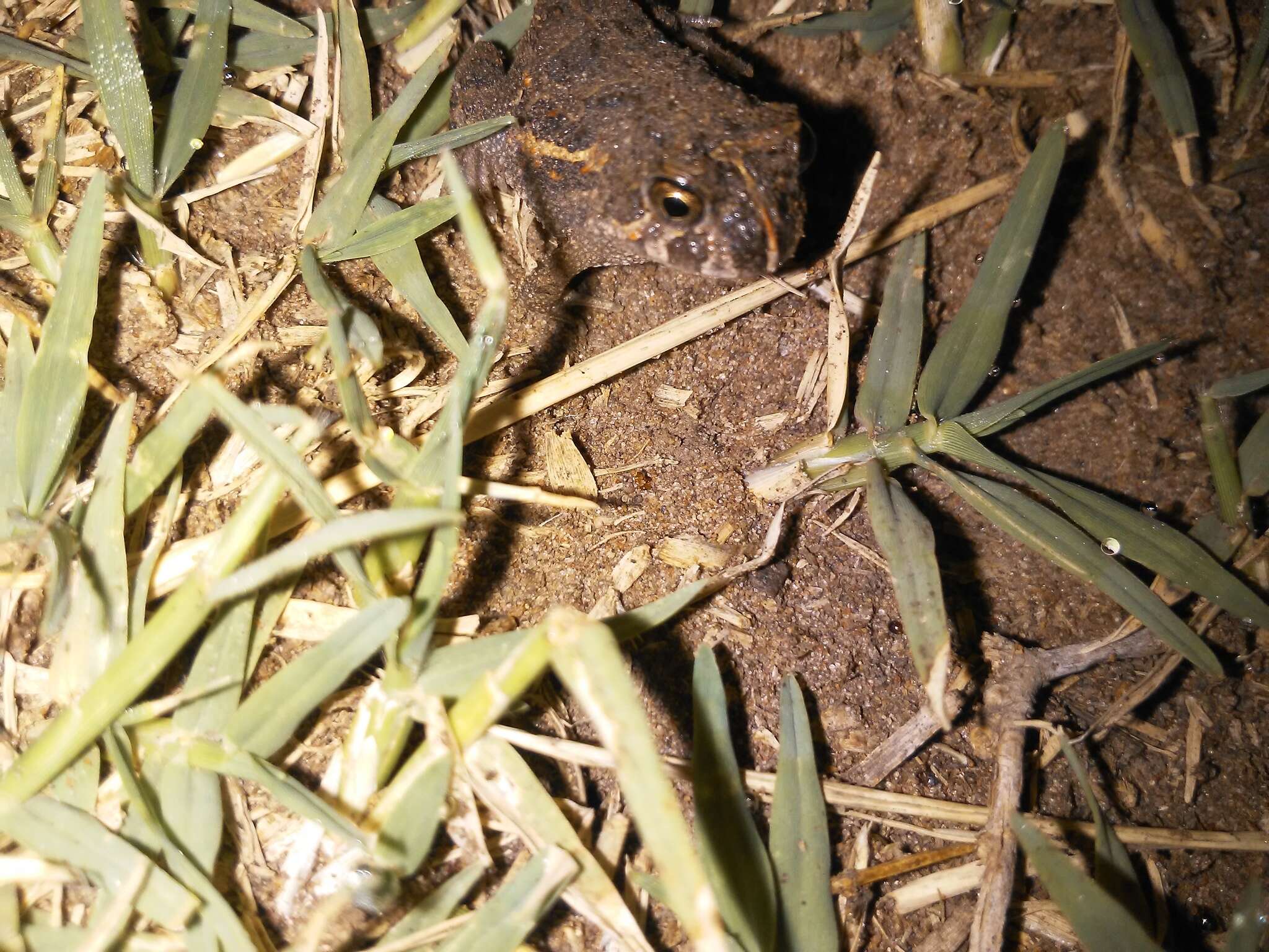 Image of American Ground Frog