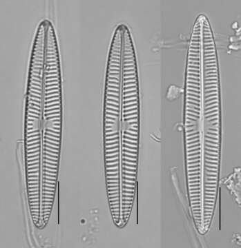 Image of Navicula tripunctata