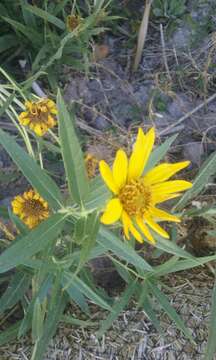 Image of Nuttall's sunflower