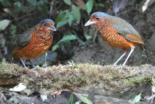 Image of Giant Antpitta