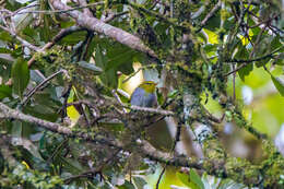 Image of Yellow-throated Warbler