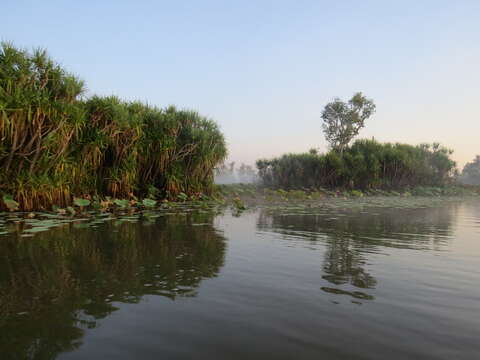 Image of Pandanus aquaticus F. Muell.