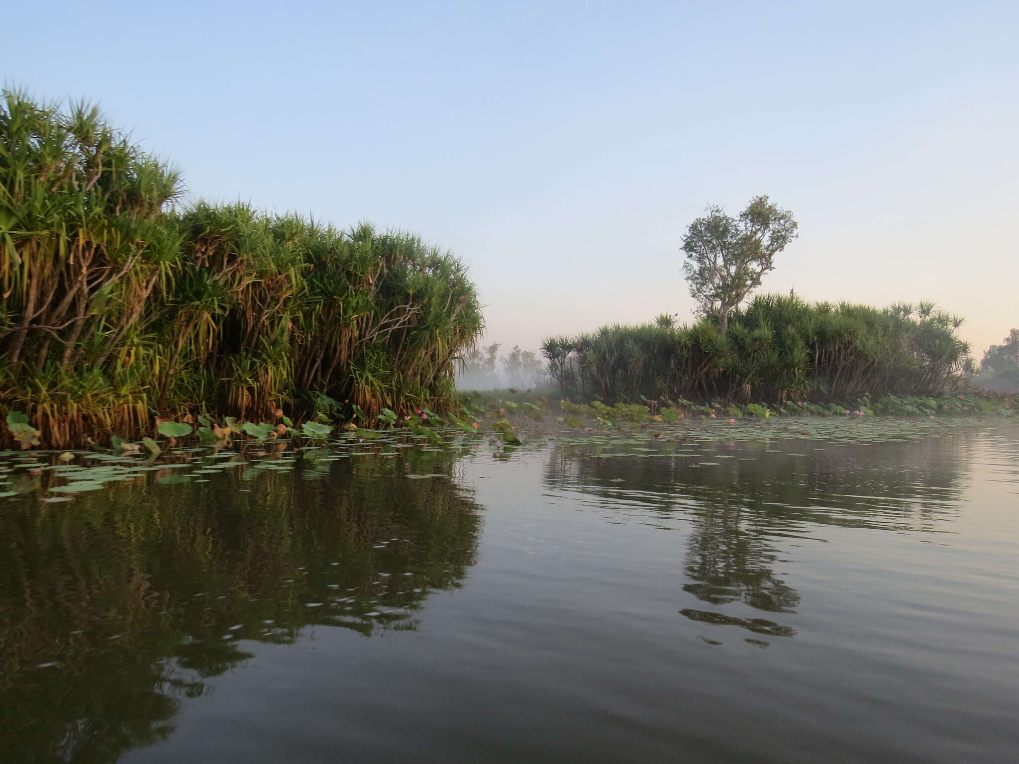 Image of Pandanus aquaticus F. Muell.