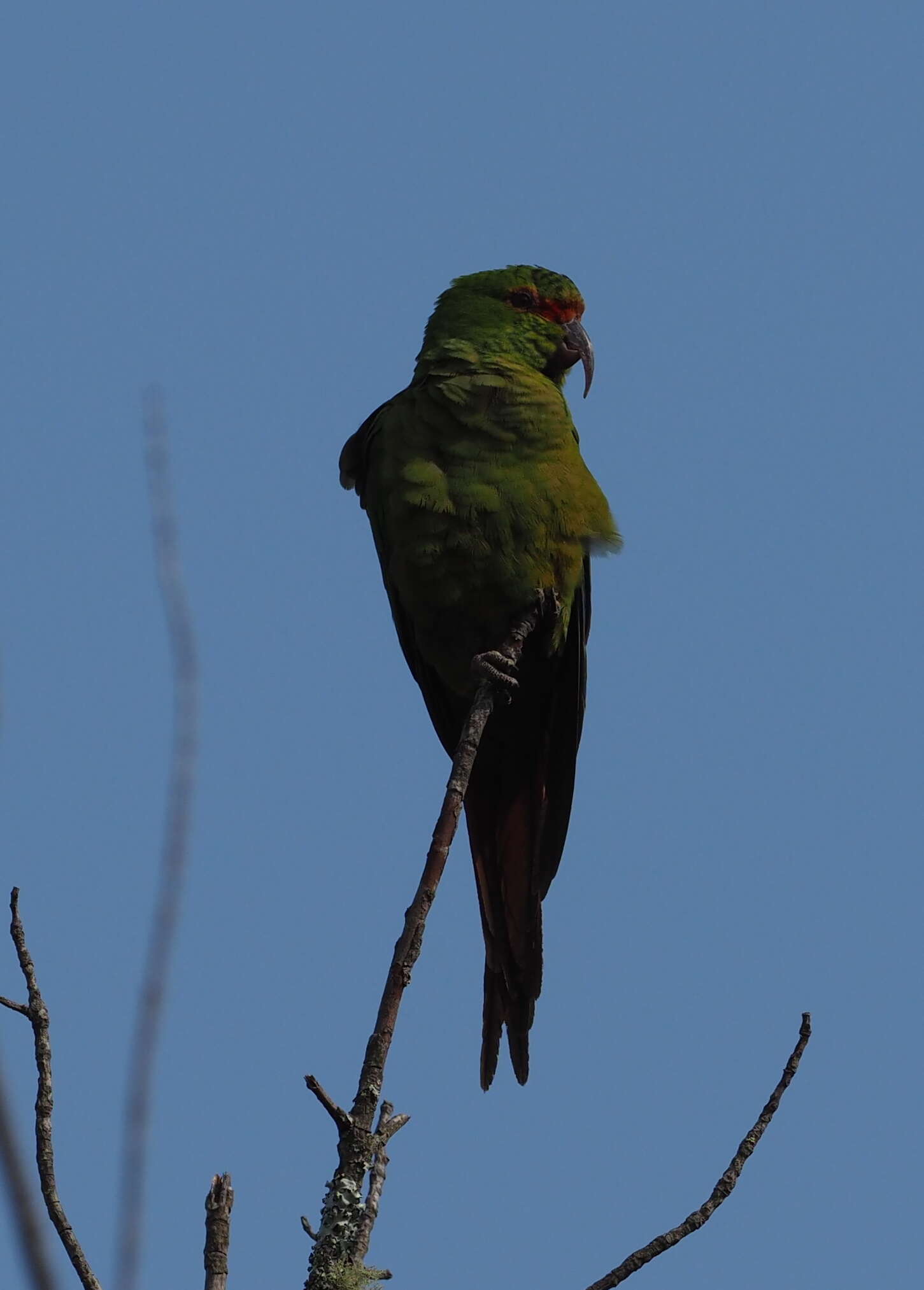 Image of Slender-billed Conure