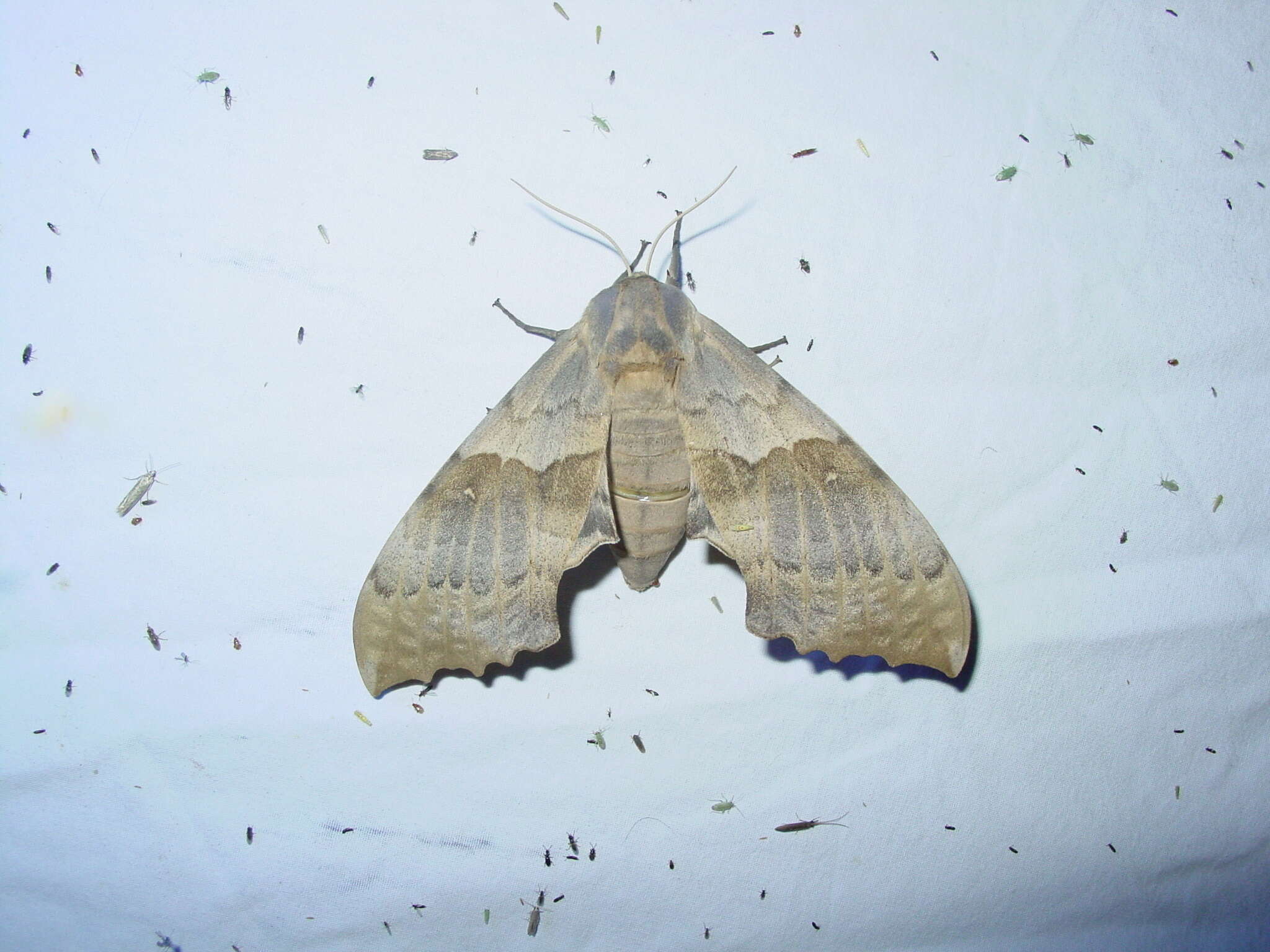 Image of Western Poplar Sphinx