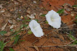 Image of Catesby's false bindweed