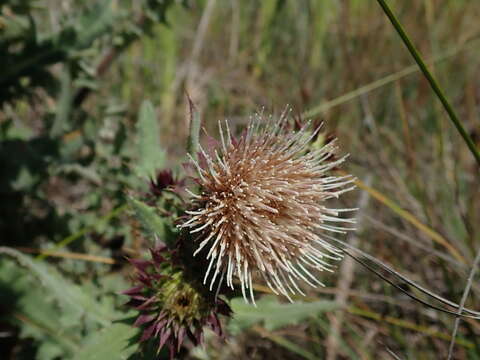 Image of <i>Cirsium <i>fontinale</i></i> var. fontinale