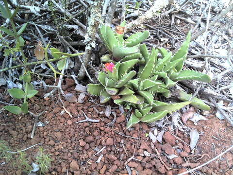 صورة Faucaria felina (Weston) Schwant. & Jacobsen