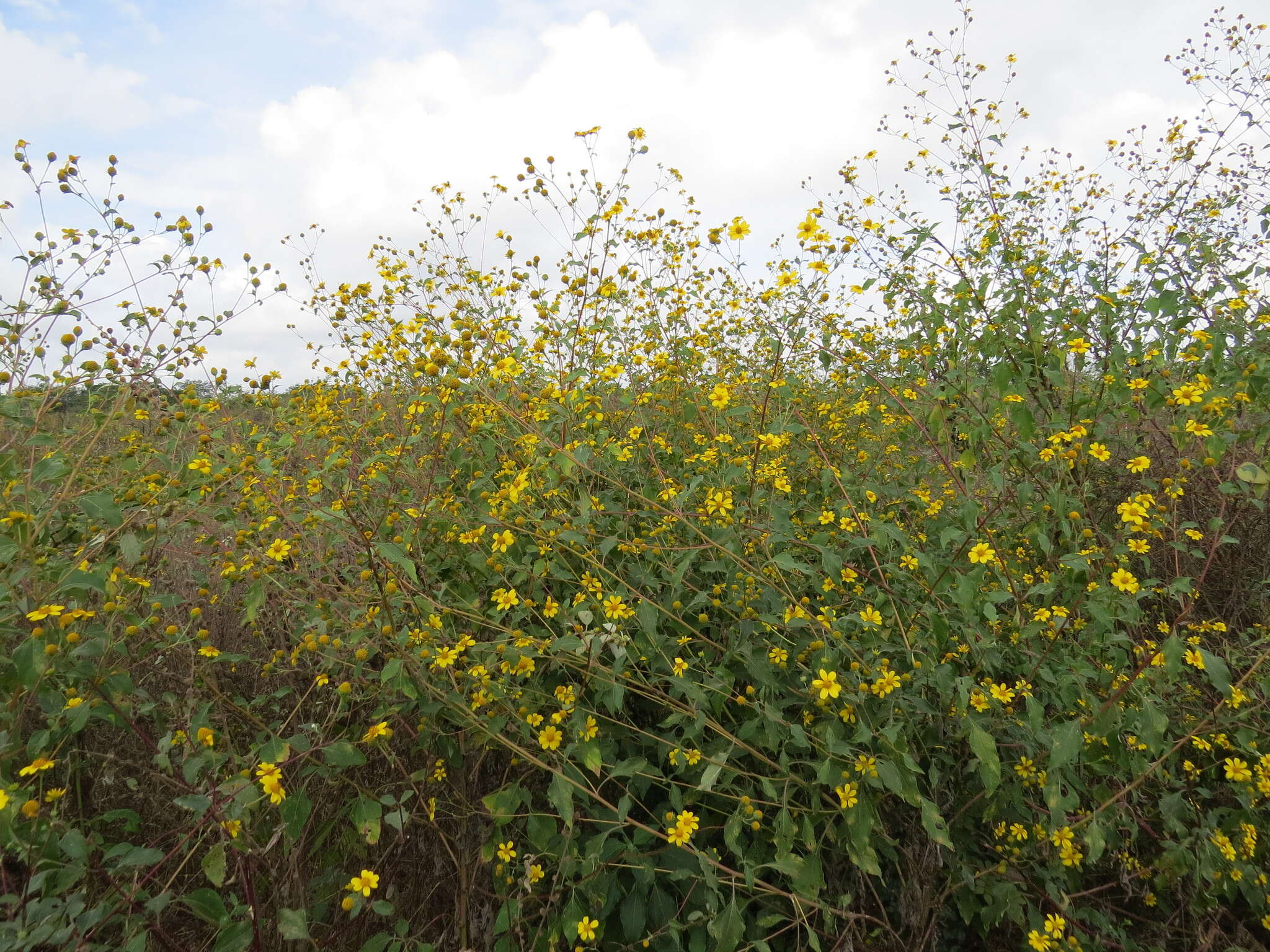 Sivun <i>Viguiera <i>dentata</i></i> var. dentata kuva