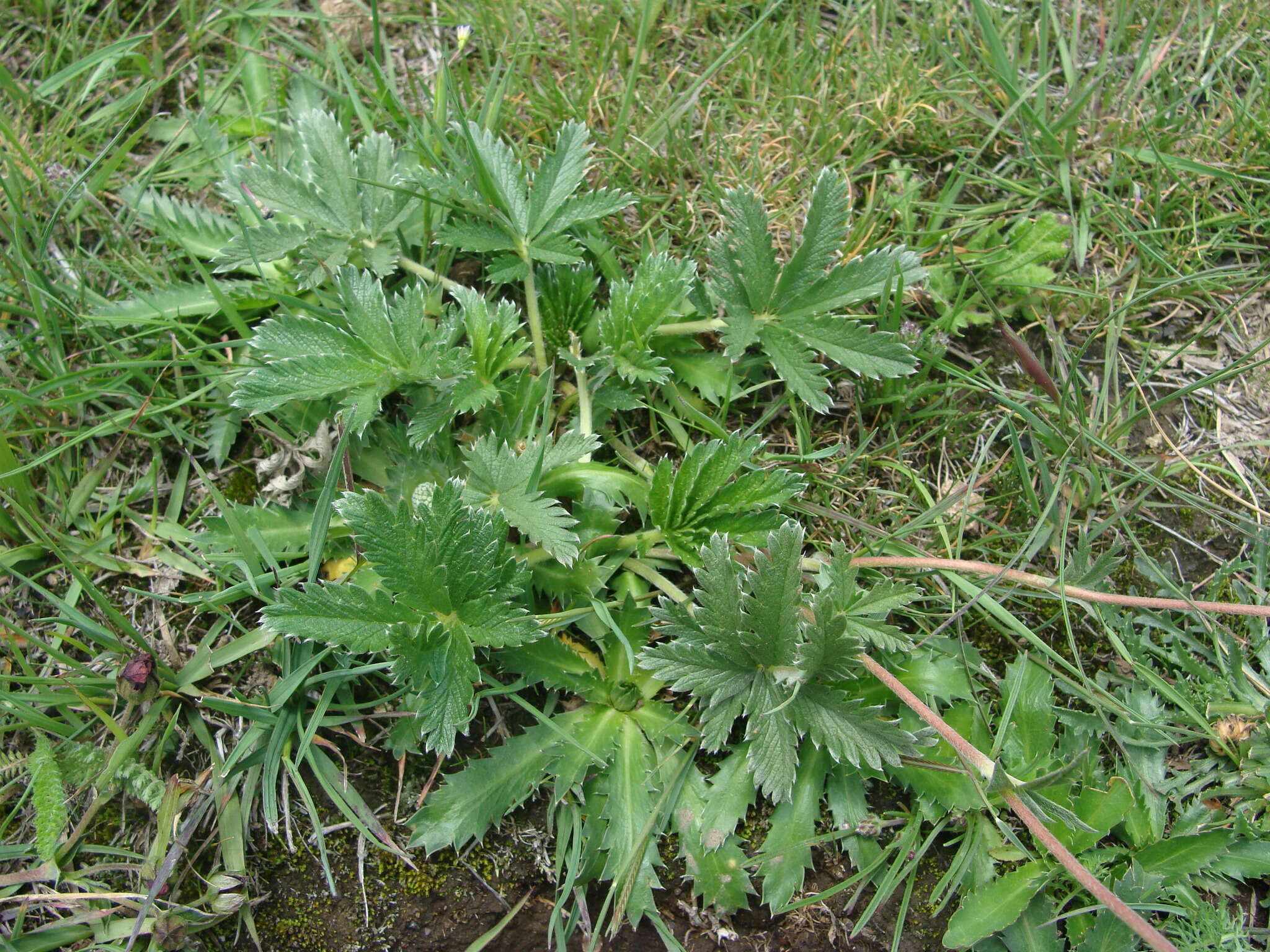 Image of Potentilla ehrenbergiana Schltdl.