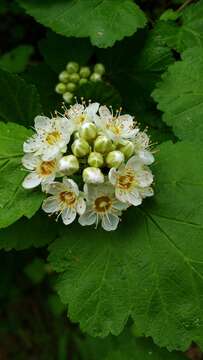 Plancia ëd Physocarpus malvaceus (Greene) Kuntze