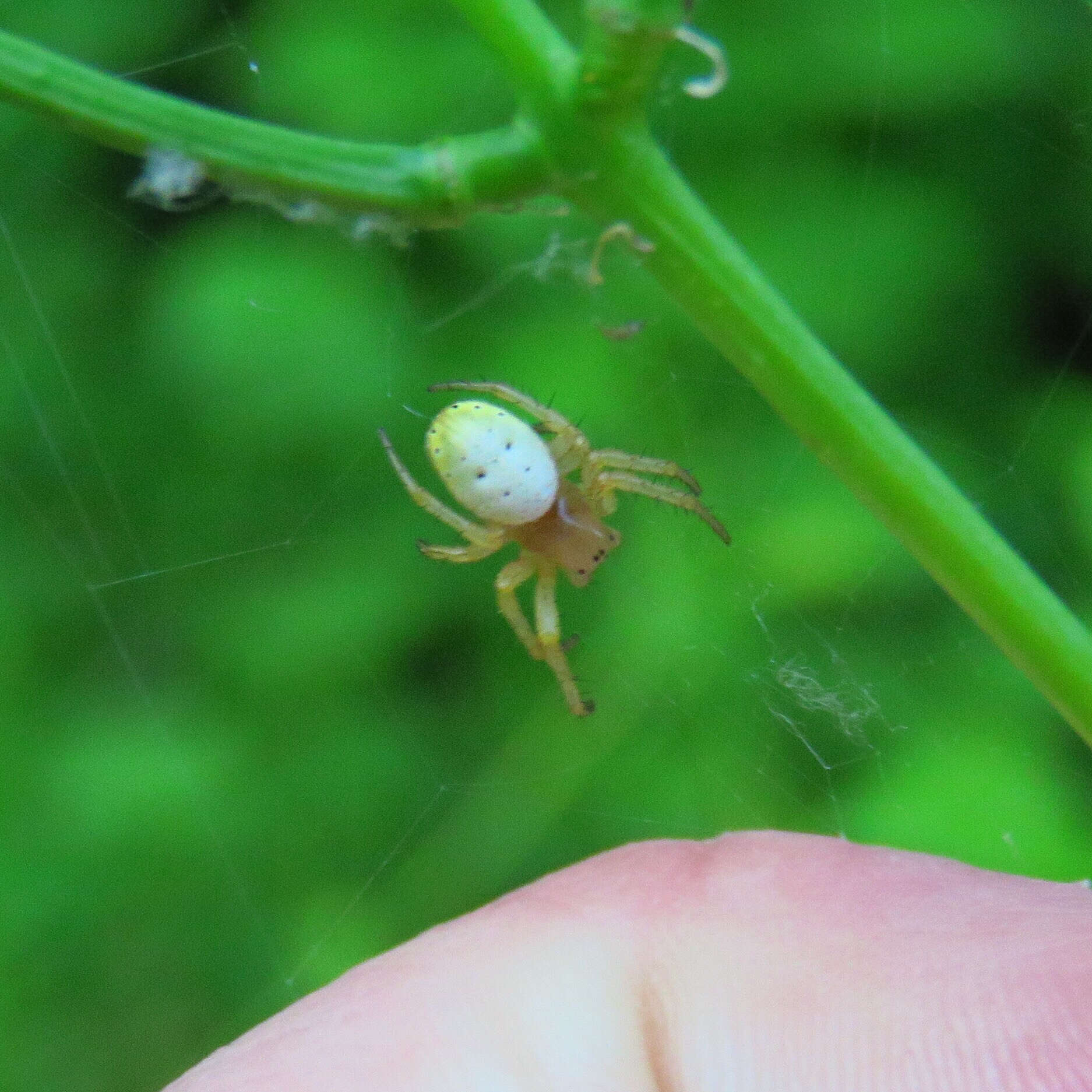 Image of Six-spotted Yellow Orbweaver