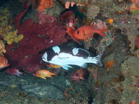 Image of Dotted sweetlips