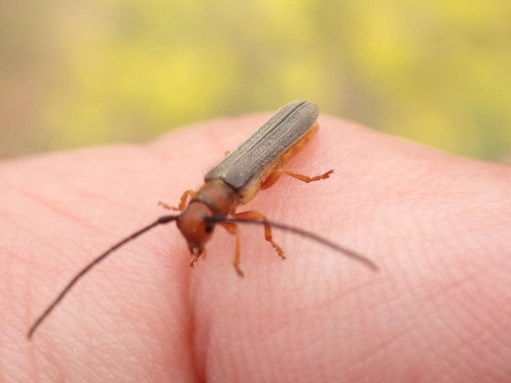 Image of Leafy Spurge Stem Boring Beetle