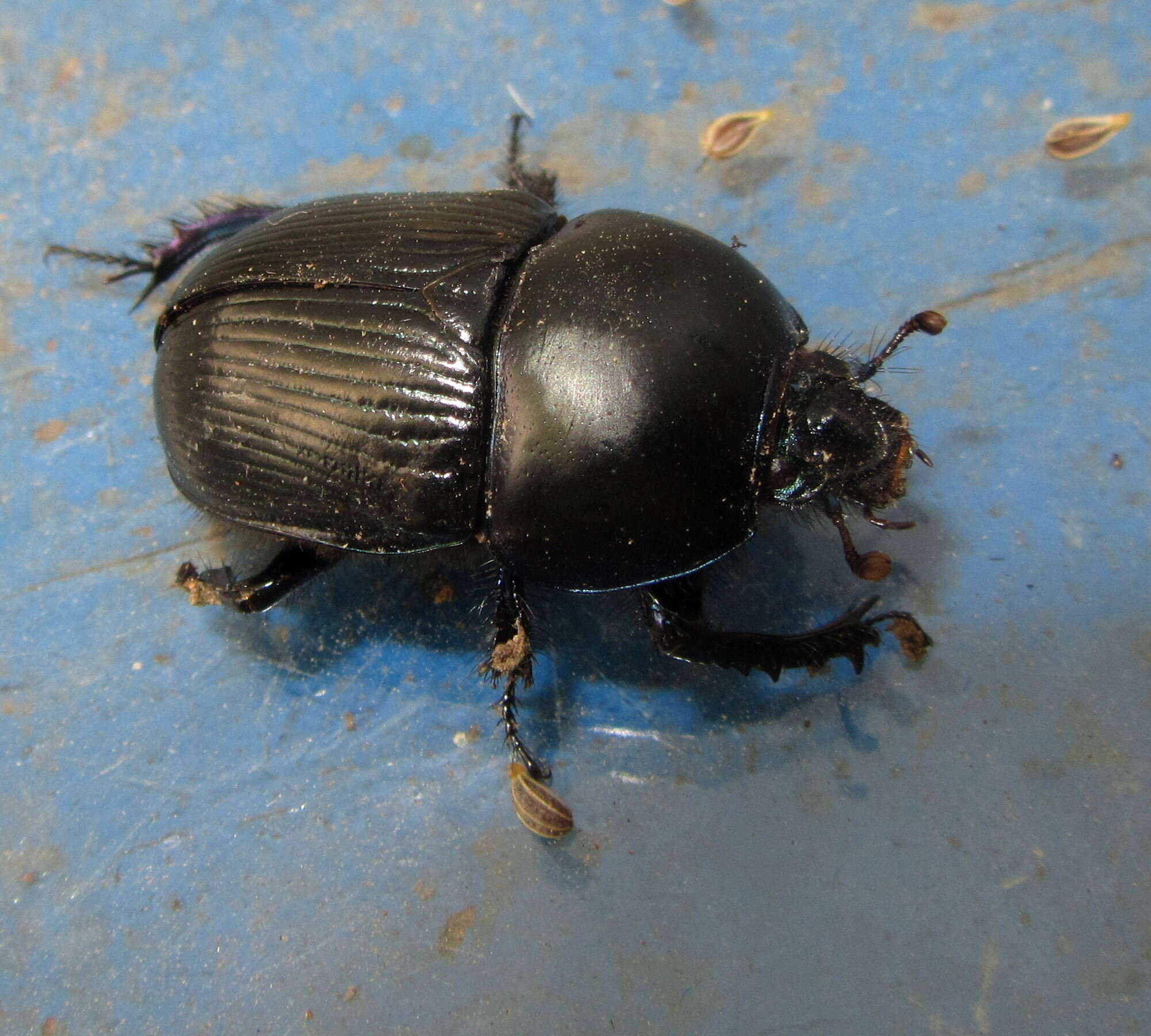 Слика од Geotrupes stercorarius (Linnaeus 1758)