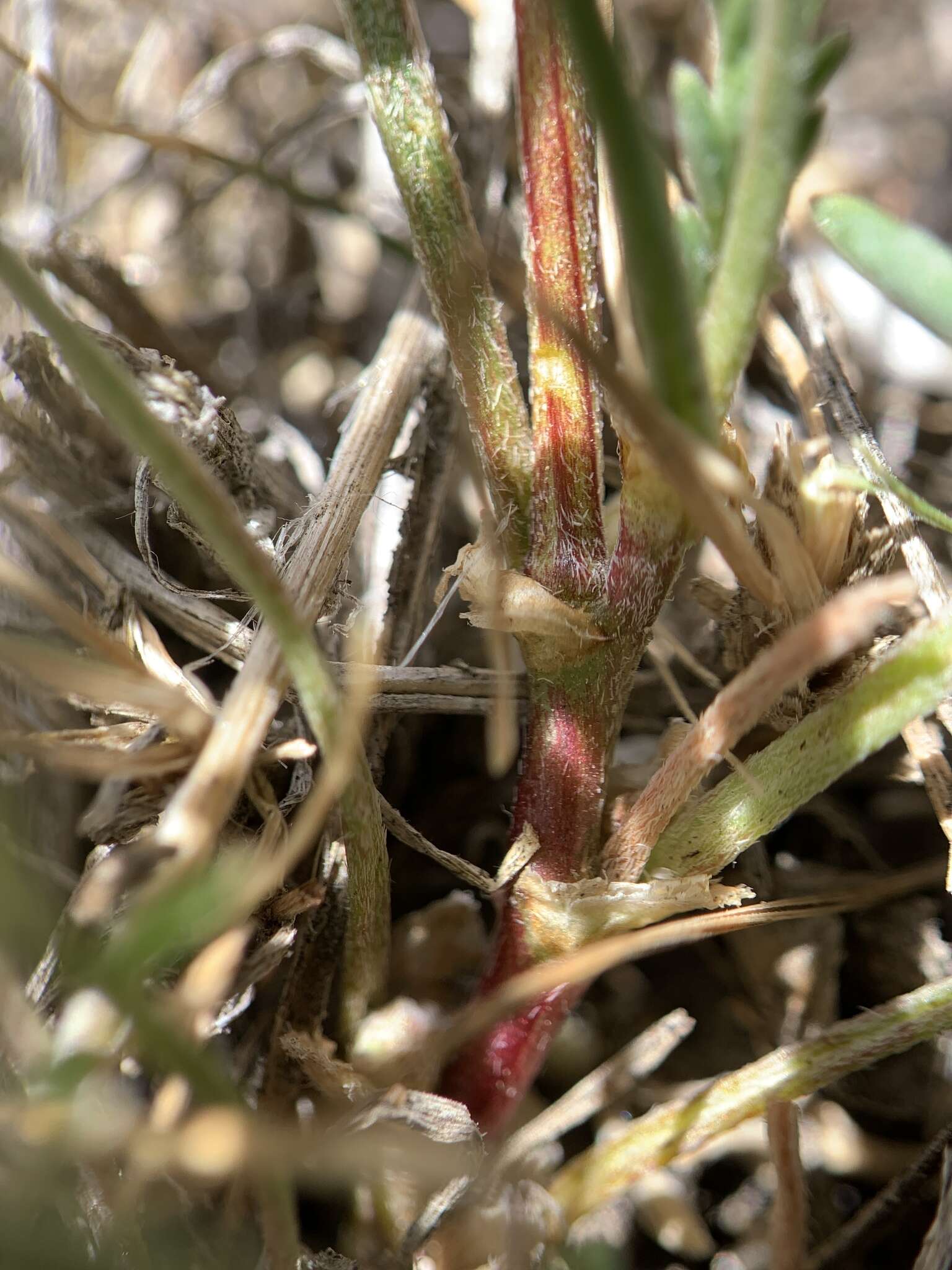 صورة Astragalus salmonis M. E. Jones