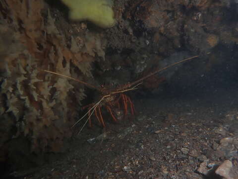 Image of Australian Spiny Lobster