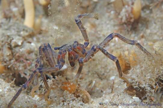 Image of Anoplodactylus evansi Clark 1963