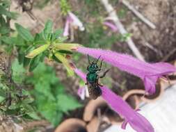 صورة Pseudaugochlora graminea (Fabricius 1804)