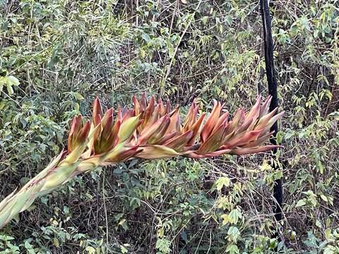 Image of Doryanthes palmeri W. Bull