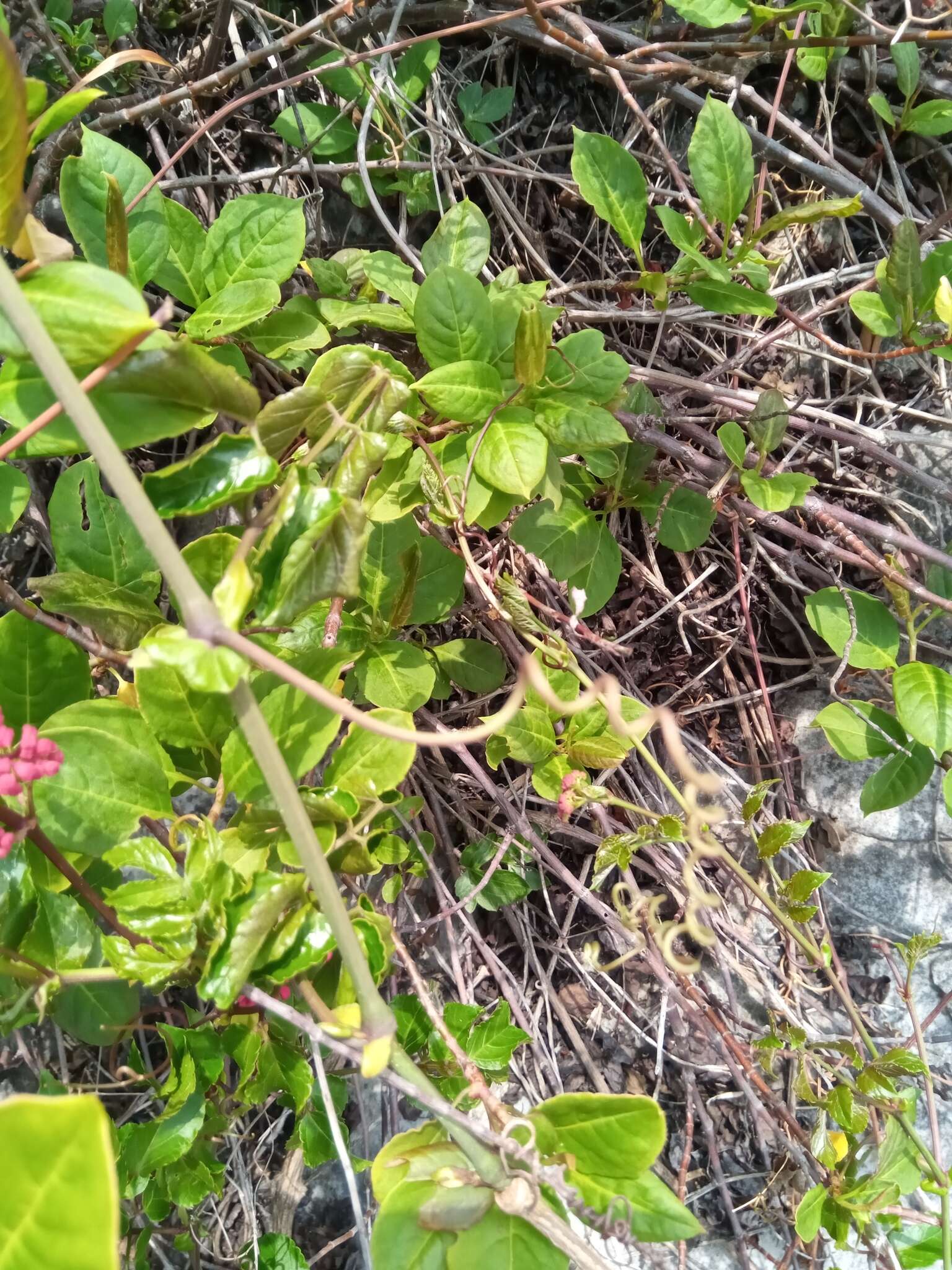 Plancia ëd Cyphostemma amplexicaule Descoings