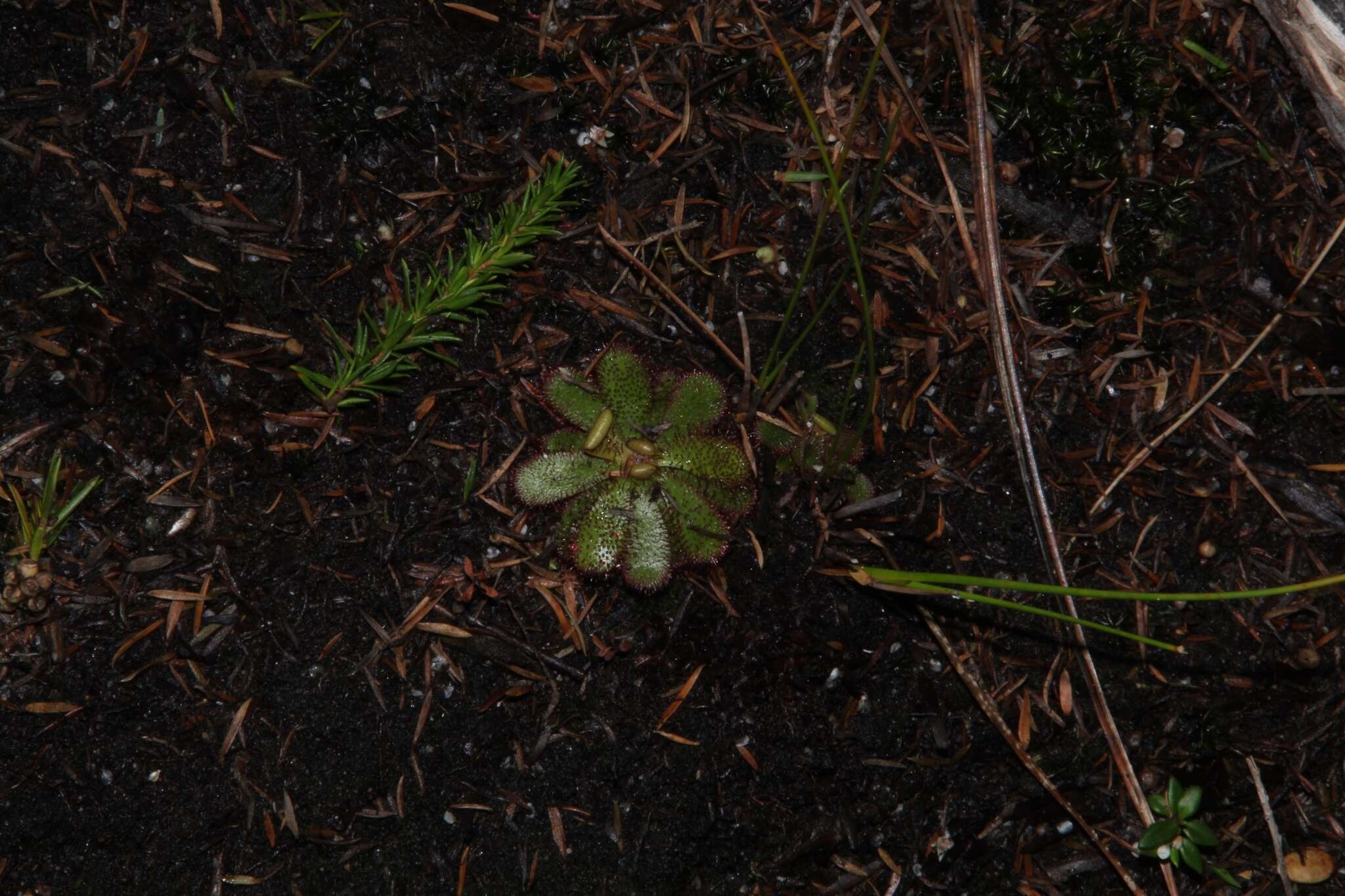 Imagem de Drosera hamiltonii C. R. P. Andrews