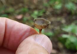 Image de Helvella macropus (Pers.) P. Karst. 1871