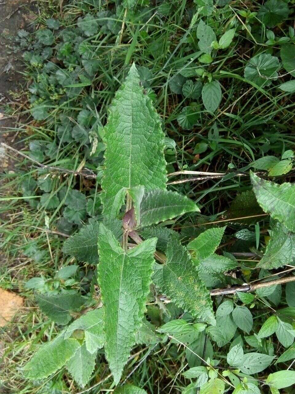 Image of Munnozia senecionidis Benth.