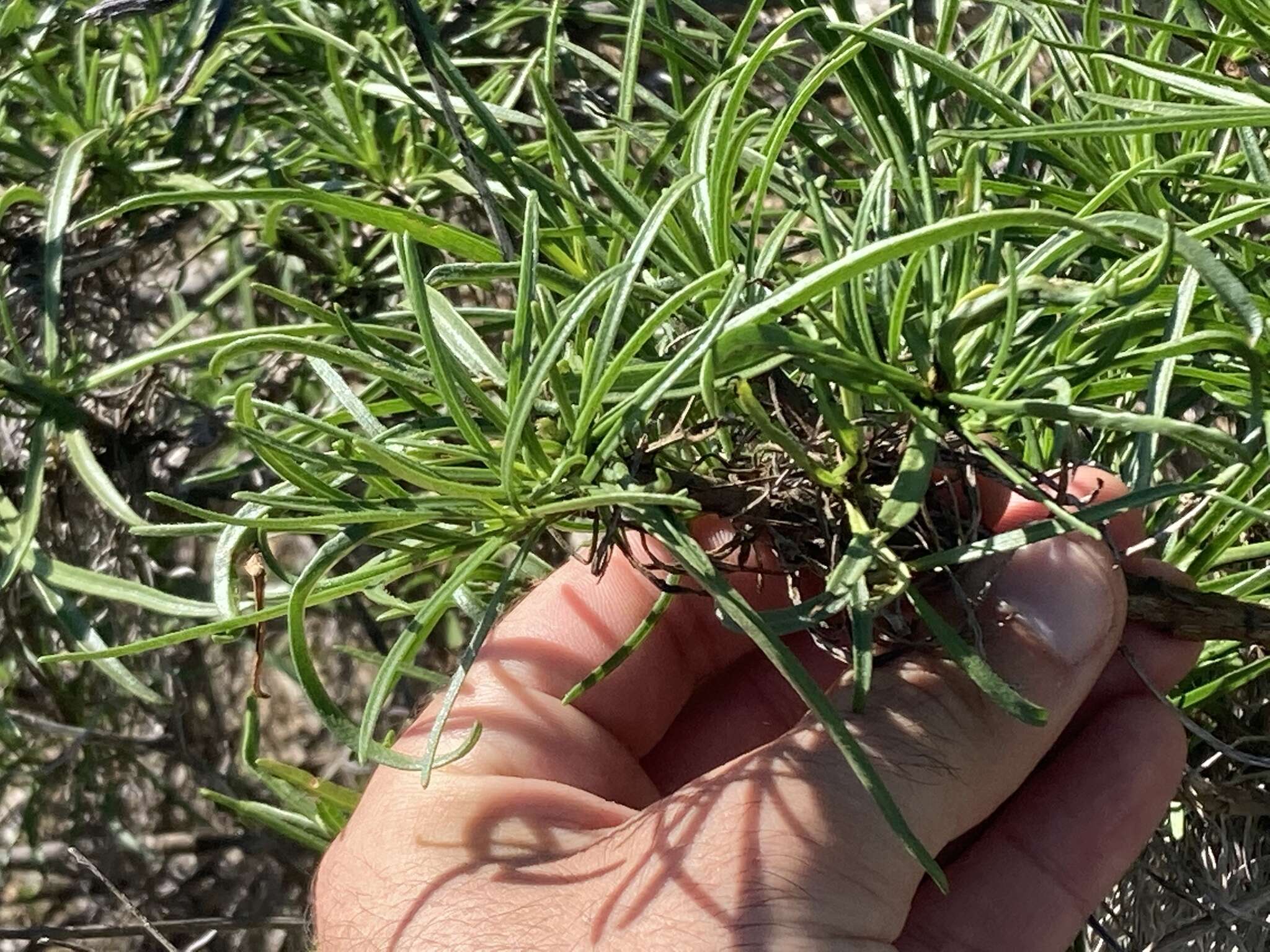 Plancia ëd Encelia stenophylla Greene