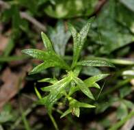 Слика од Ranunculus glabrifolius Hook.