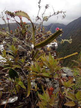 Plancia ëd Pfeiffera micrantha (Vaupel) P. V. Heath