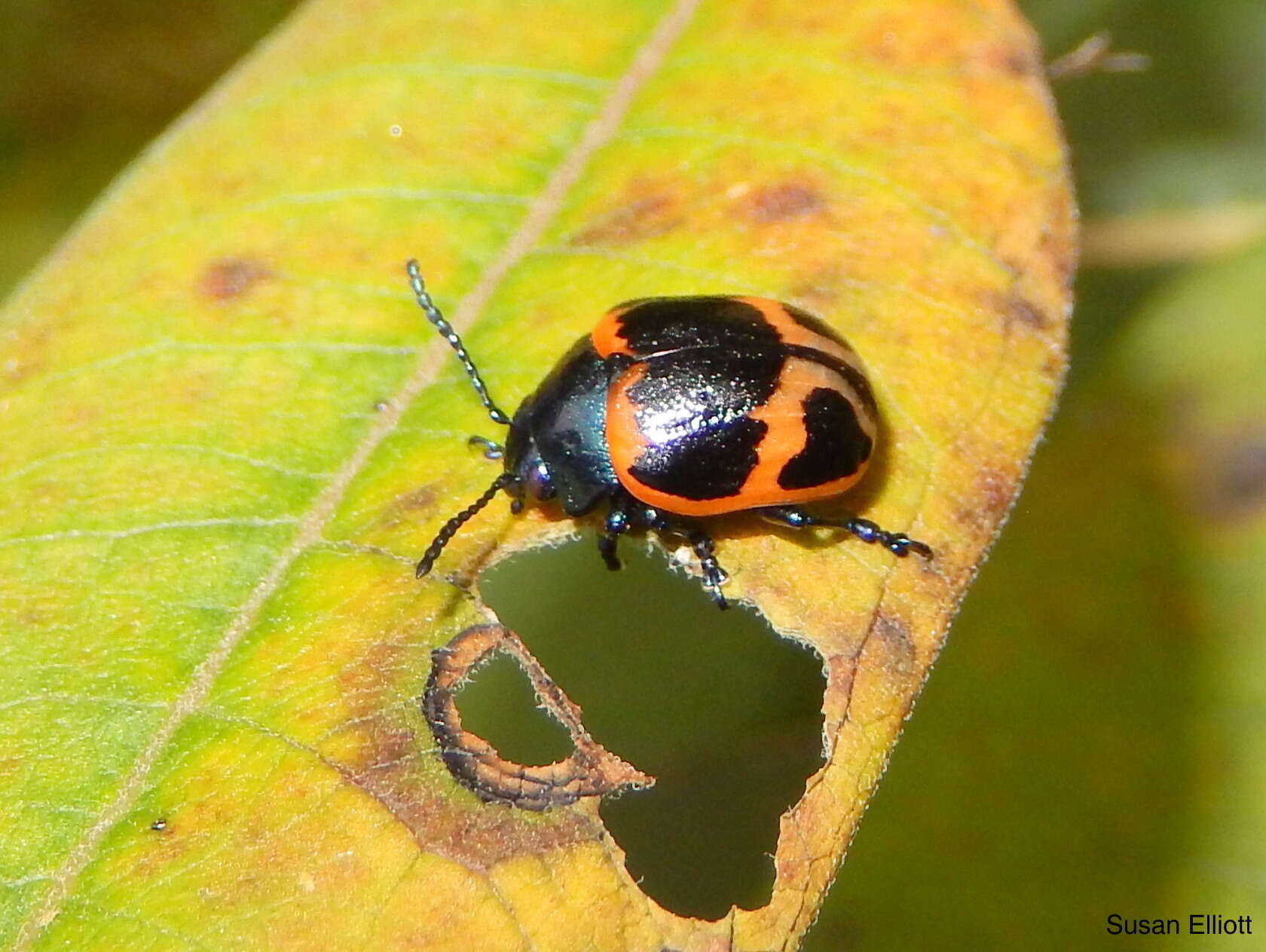 Image of Swamp Milkweed Leaf Beetle
